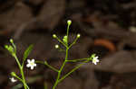 Seaside brookweed <BR>Water pimpernel